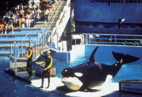 触目“鲸”心——世界动物保护协会发布《圈养海洋哺乳动物福利问题研究》报告