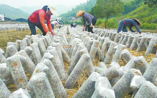 產業扶貧助農增收